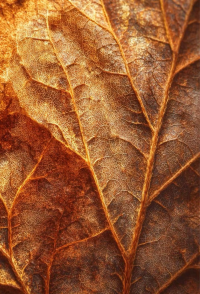 Mindfulness no Cotidiano: A distinção entre Prática Formal e Informal.